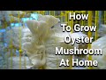 How To Grow Oyster Mushroom At Home