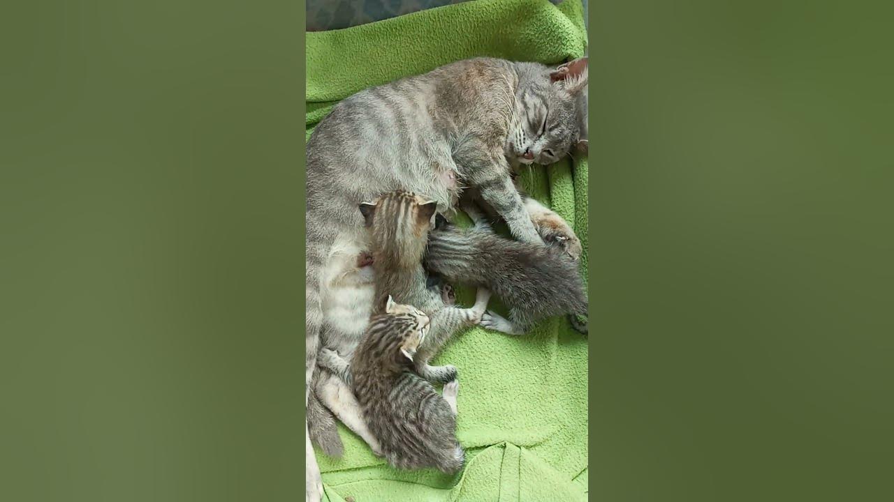 Today The Kittens Are 15 Days Old YouTube today-the-kittens-are-15-days-old-youtube