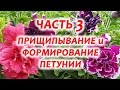 Часть 3.  Прищипывание петунии.  Как прищипывать петунию. Формирование петунии.