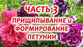 Часть 3.  Прищипывание петунии.  Как прищипывать петунию. Формирование петунии.