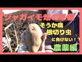皮がスベスベなジャガイモの作り方！そうか病・根切り虫に負けないジャガイモ畑！！