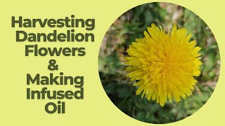 How to Make Dandelion Infused Oil | Benefits of Dandelion