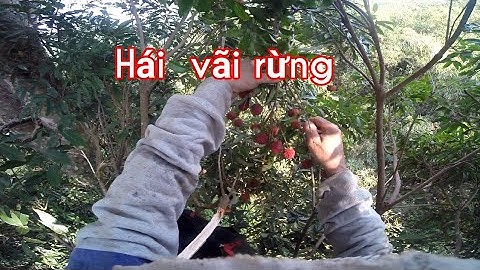 Mùa  Trái Cây Rừng ... Vãi Rừng Chín  Quá Nhiều