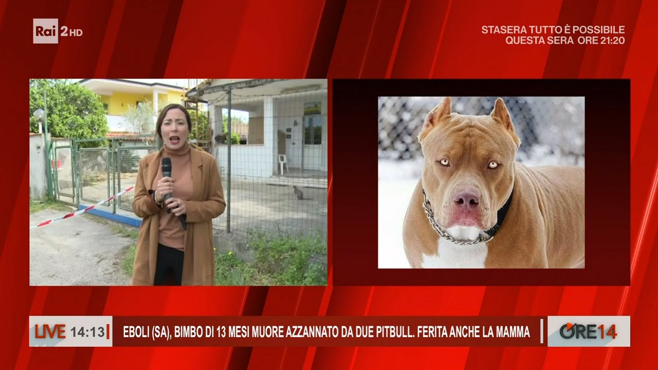 Eboli, bimbo di 13 mesi muore azzannato da due pitbull - Ore 14 del 22/04/2024