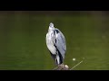 Nikon 4K footage of a Grey Heron using a D500