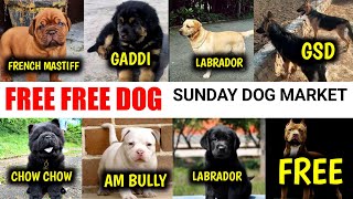 FREE FREE | Sunday Market | pitbull | French mastiff | Labrador | chow chow | husky | gaddi dog....