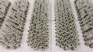 Cannabis Factory Tour Agro Couture Tacoma WA