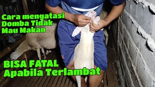 BISA SANGAT FATAL KALAU TIDAK DI OBATI !!! kambing Domba mendadak tidak mau makan #domba