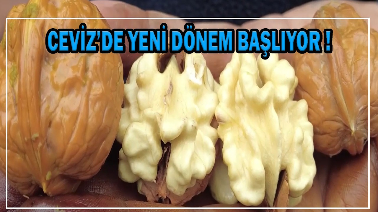 Cevizde Yeni Dönem Başlıyor !