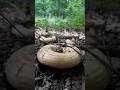 🍄Season #forest #relaxingmusic #birdsong #nature #relax #relaxingsounds #mushroom #adventure #europe