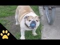 Various Bulldog Ball Adorable Dog Imagine