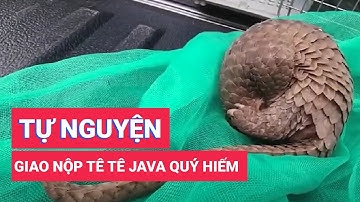 Tê tê Java quý hiếm mua từ người bán dạo, đem thả vào rừng nhưng không bò đi