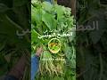 انواع النباتات اللي نطيبوهم في المطبخ التونسي 
