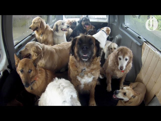 Doggie School Bus picks up pups for 'school' class=