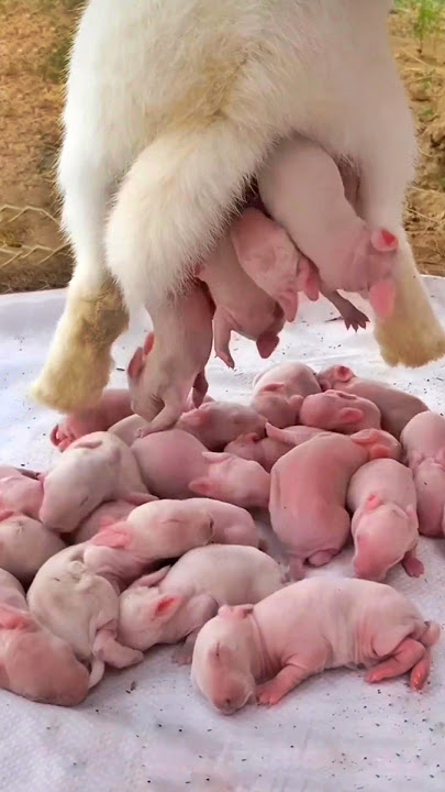 Rabbit Growth - Baby Animals 1 To 16 Days
