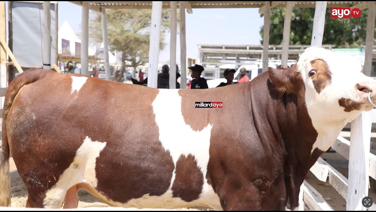 NG'OMBE GHALI ANAUZWA MILIONI 30, AMENONA, ANA KILO 970, MBEGU ZAKE DILI KUBWA, MMILIKI ANAO 76