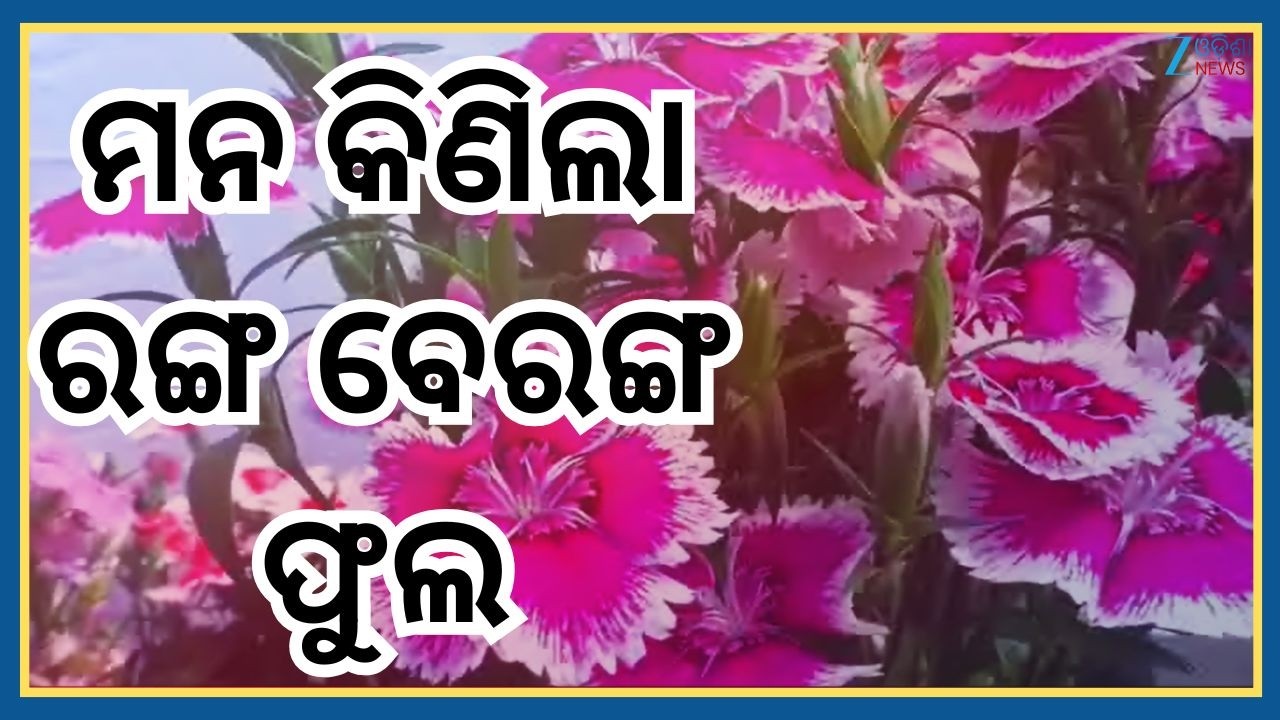 Paradeep Flower Show: ପାରାଦୀପ ବନ୍ଦରକୁ ସବୁଜ ସୁନ୍ଦର କରିବା ପାଇଁ ହେବ ୧୦ହଜାର ବୃକ୍ଷରୋପଣ । Odisha News