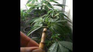 Stoner Shout Out