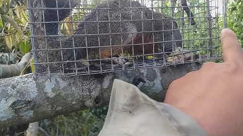 Bẫy Sóc Bông Trên Cây, Bán Sóc - Tuấn anh Bẫy Sóc.