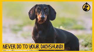 5 Things You Must Never Do to Your Dachshund