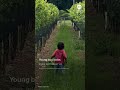 Young boy locks eyes with deer at Pennsylvania vineyard