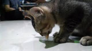 Anak kucing makan kecoa ampe habis...