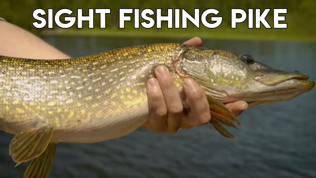 Sight Fishing for Pike