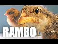 Эволюция цыпленка РЭМБО