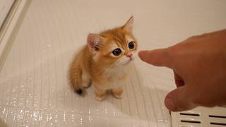 The owner was taking a long bath, so worried kittens Poco and Pino came to see him!