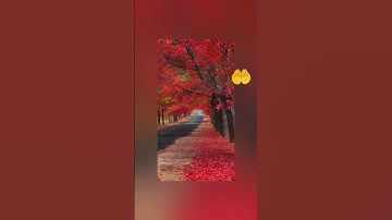 احترم القران لمده 20 ثانيه #قرآن #سورة_المؤمنون #ياسر_الدوسري  ادعوا لأهلنا في غ #لايك
