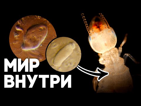 Видео: Как термиты перерабатывают древесину? Удивительные симбионты социальных насекомых! \\ Димон и пумба