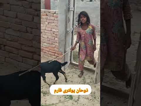 زوحان پولٹری فارم     
