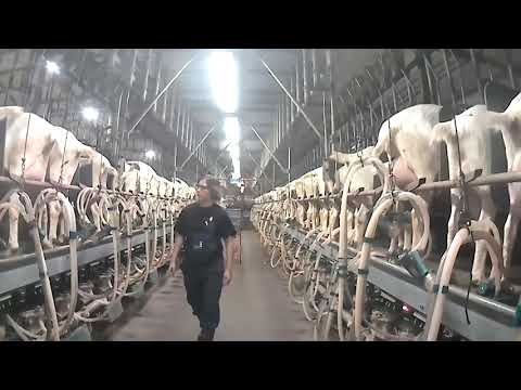 Geiten melken in 2x50 GEA geitenmelkstal - Milking goats