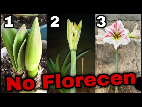 Video: Cuidar los lirios: por qué los lirios no florecen