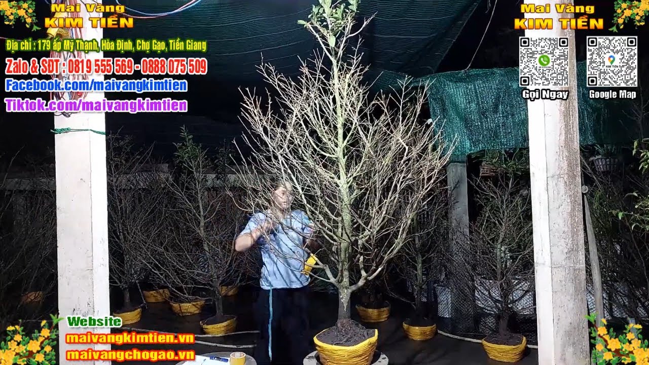 Phôi Mai Thủ Đức Giá Rẻ Bao Ship Bao Sống Toàn Quốc - Mai Vàng Kim Tiền Chợ Gạo