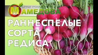 видео: Раннеспелые сорта редиса. картинка: Раннеспелые сорта редиса.