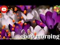 (= New good morning whatsapp status video by Rekha verma =) Whatsapp Status Video Download Free