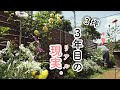 ガーデニング3年目…花が好きすぎるとこうなります。｜ガーデンツアー｜どくだみ防虫スプレー｜初心者の小さな庭
