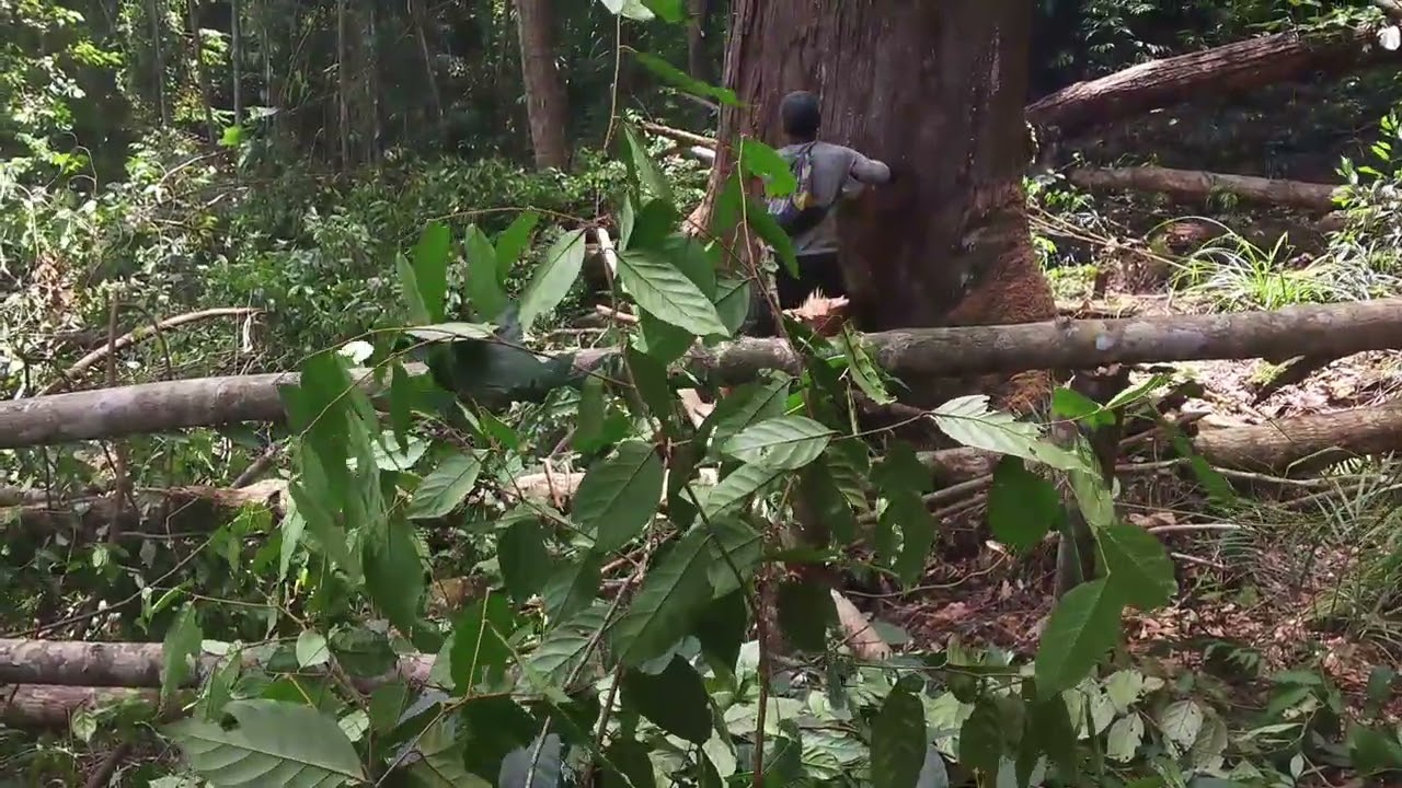 TEKNIK PENEBANGAN PROFESIONAL KAYU MERANTI TUA DAN BESAR