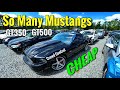 SO MANY CHEAP MUSTANG GT, GT 350, GT 500 AND OTHER FORD PERFORMANCE.