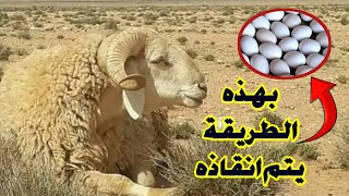 احد الاسرار التي يخفيها  اصحاب الخبرة في طريقة علاج البشمة او اللكمة عند الاغنام والمواشي