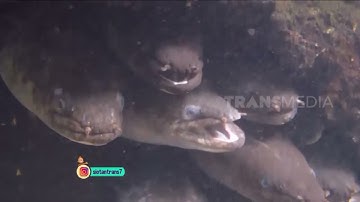Sidat Penghuni Sungai yang Disayangi Masyarakat | SI OTAN (04/01/22)