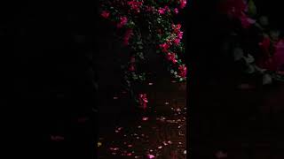Can violin make you cry?#violin #shorts #song #emotional #old #music #reels