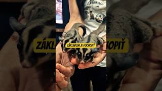 Malý letec z ríše vačkovcov: Vakoveverica krátkohlavá 🐿️✨ #chov #zvierata #vakoveverica