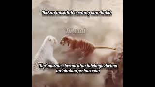 story wa macan putih vs macan loreng