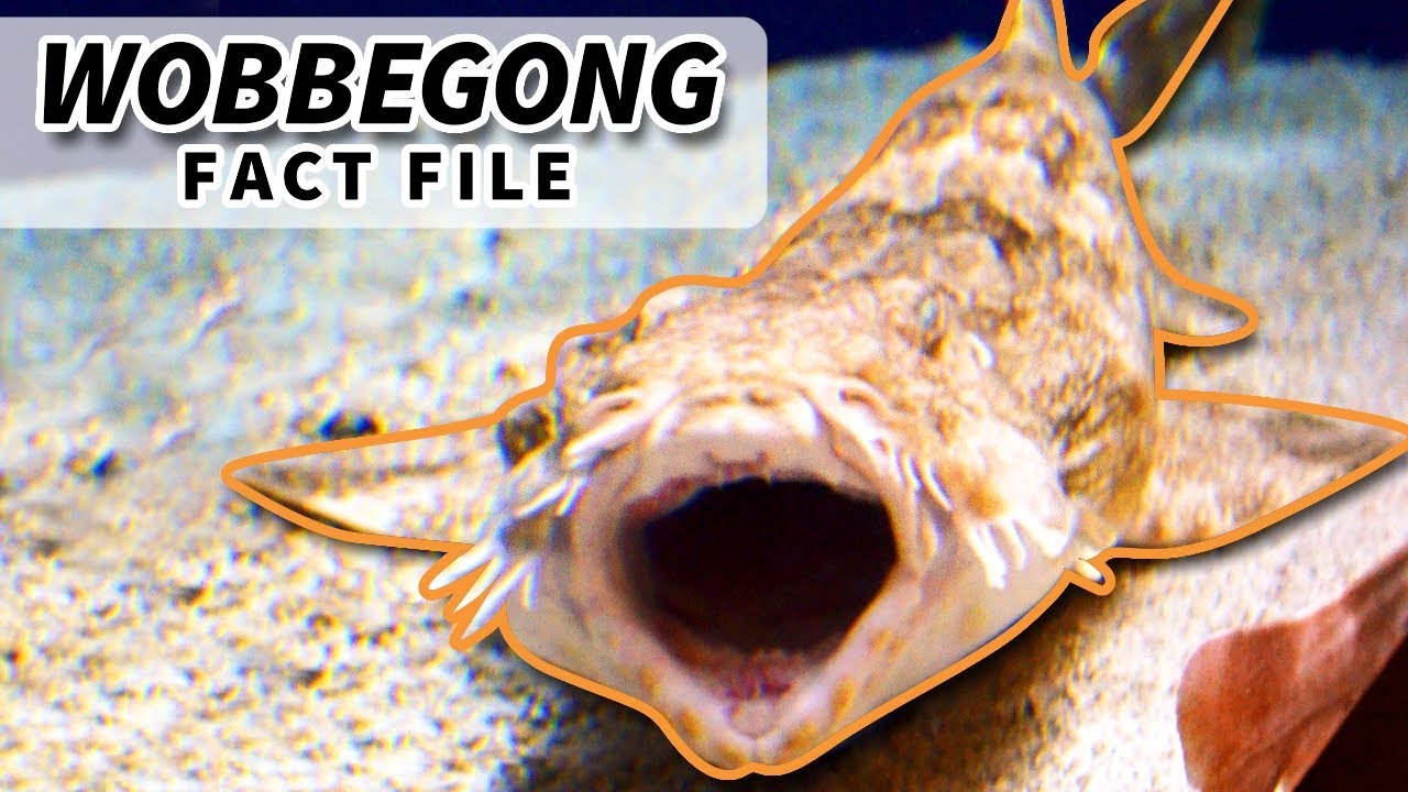 Wobbegong Facts The Carpet Shark