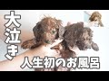 トイプードル 子犬のお風呂デビュー‼︎大号泣とパニック劇
