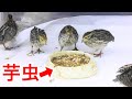 ウズラの雛達に大量の芋虫を与えた結果・・・!