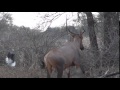 Motsomi Safaris Bow Hunt Tsessebe Kembel