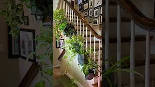 If you’re a houseplant jungle lover 👉PlantTraps.com #houseplant #pothos #railscapes